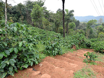 misty mountains homestays sakleshpur