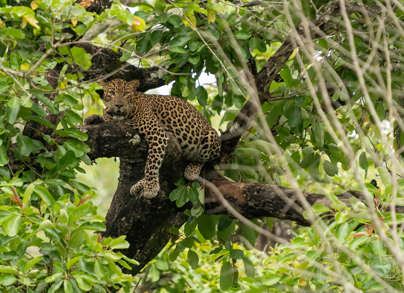 Kabini farm stay