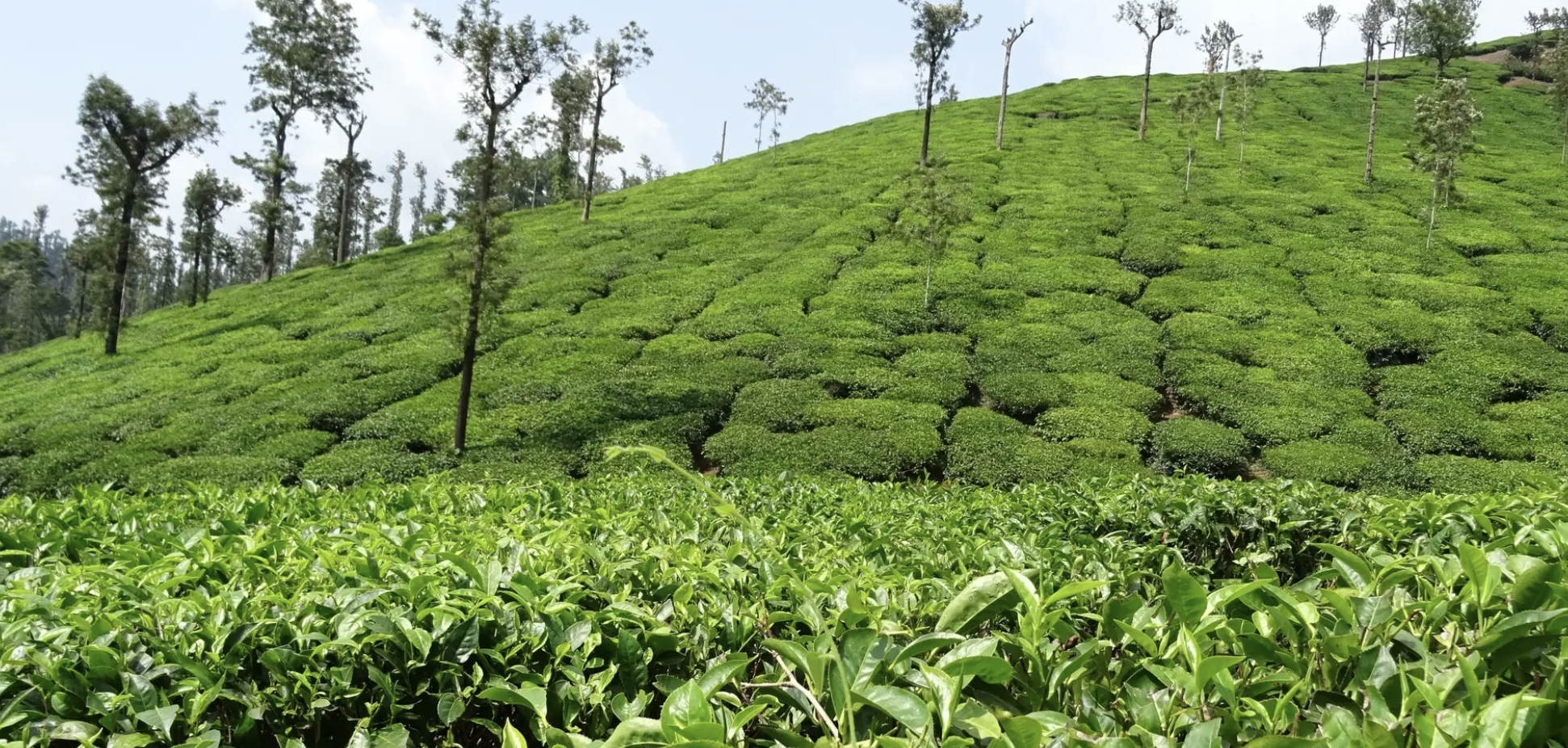 coorg homestay