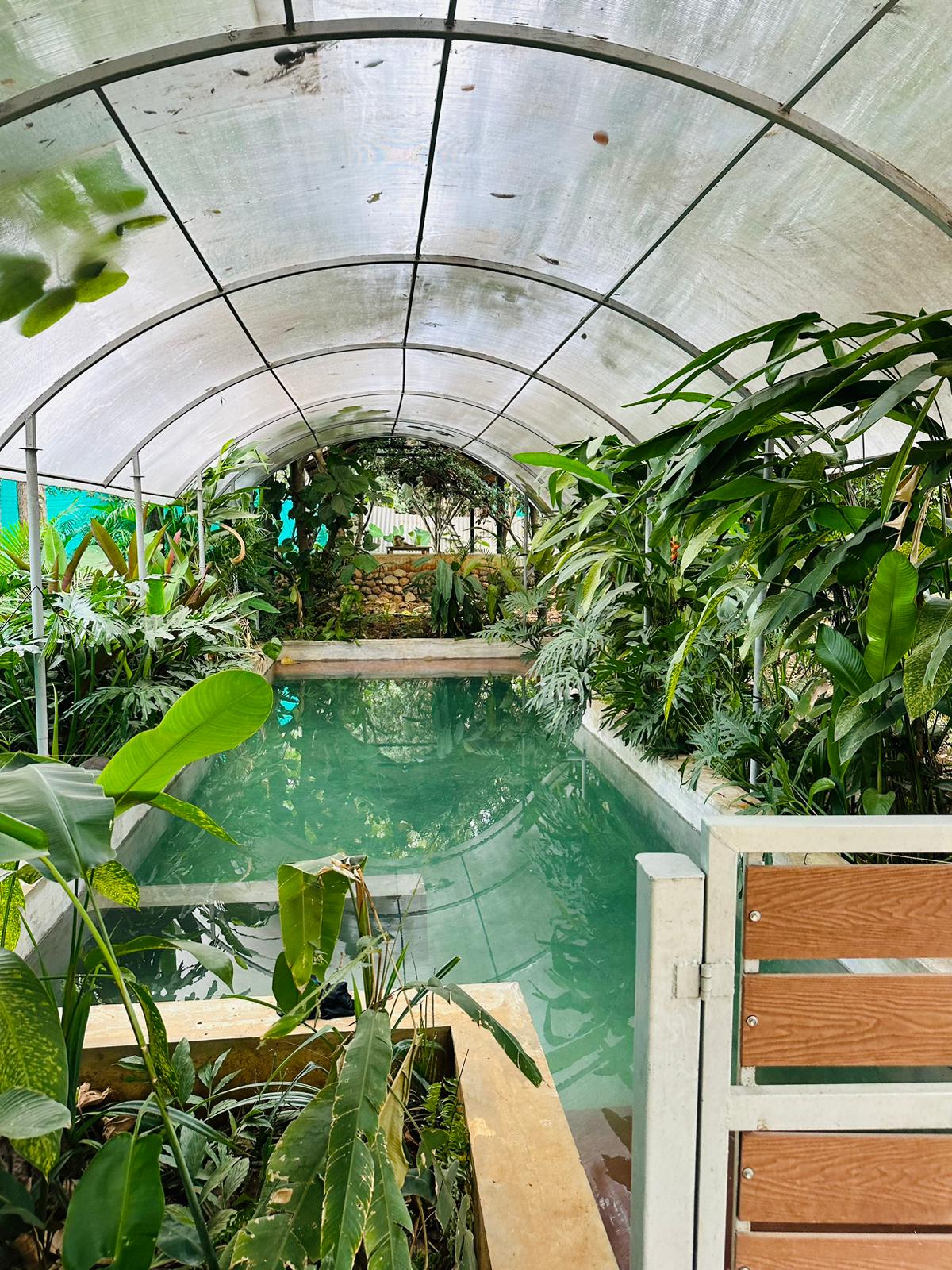 Enjoy swimming pool at Tuesday Farmstay