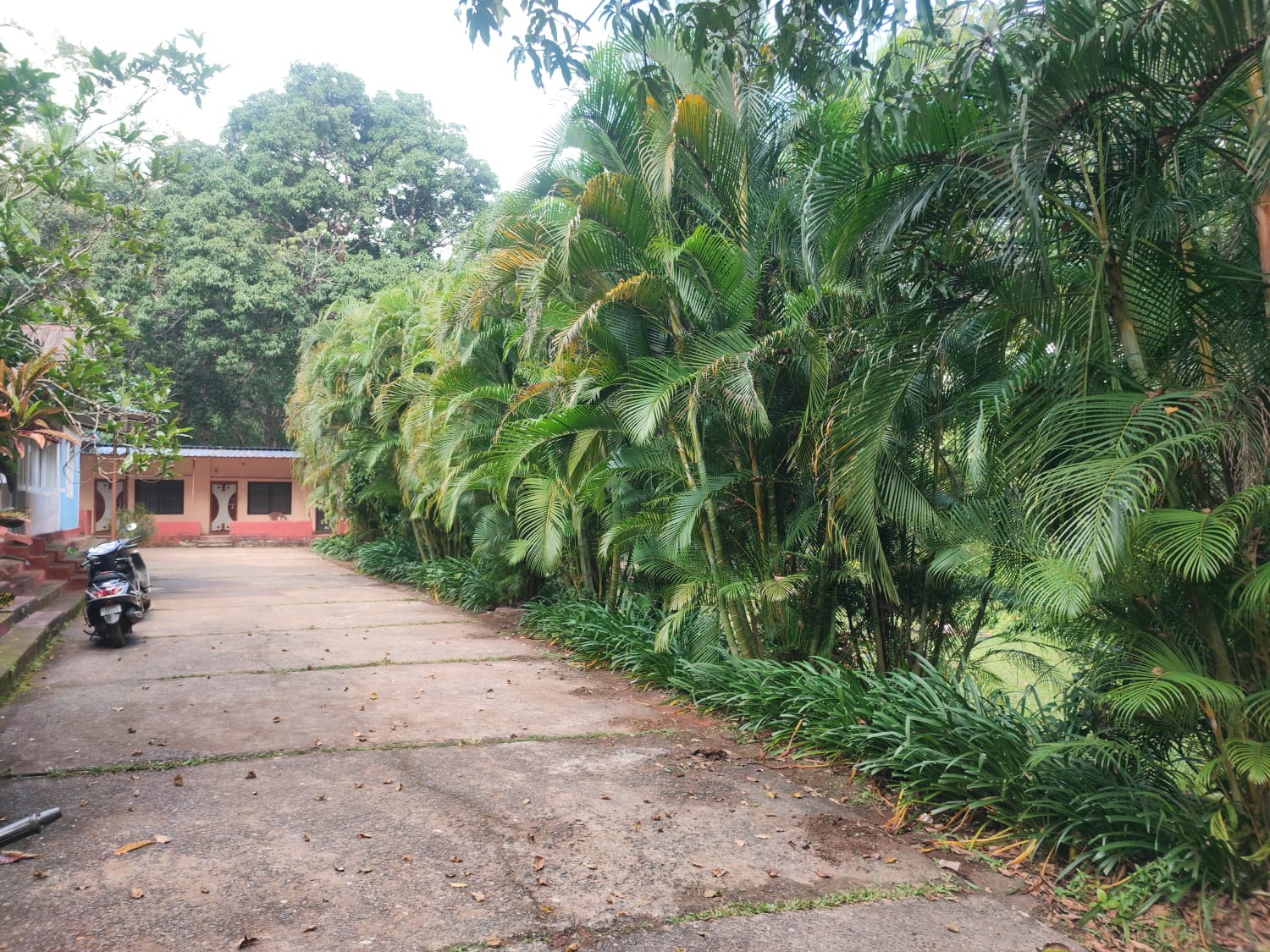 Explore nature trails from Wild Flower Homestay in Bailpar