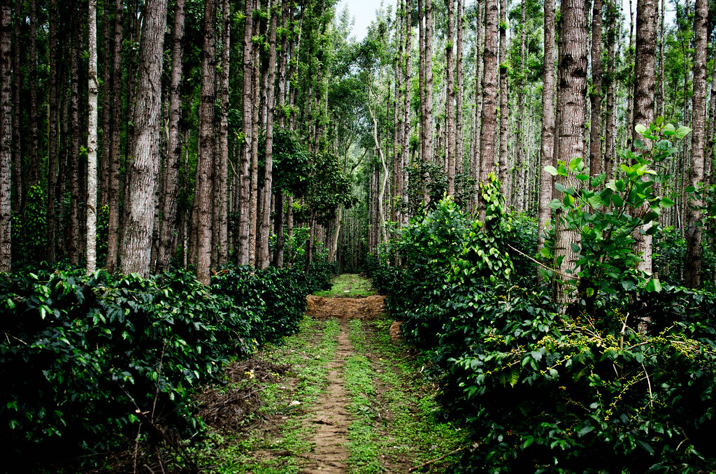 Rustic Chikmagalur homestay surrounded by coffee plants