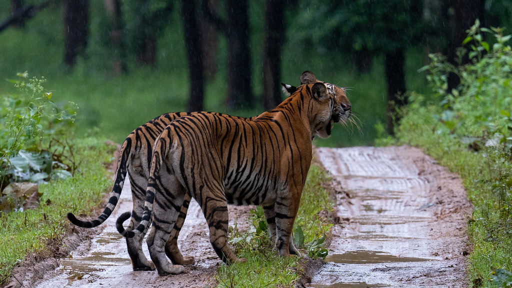 Wildlife safari experience in Kabini