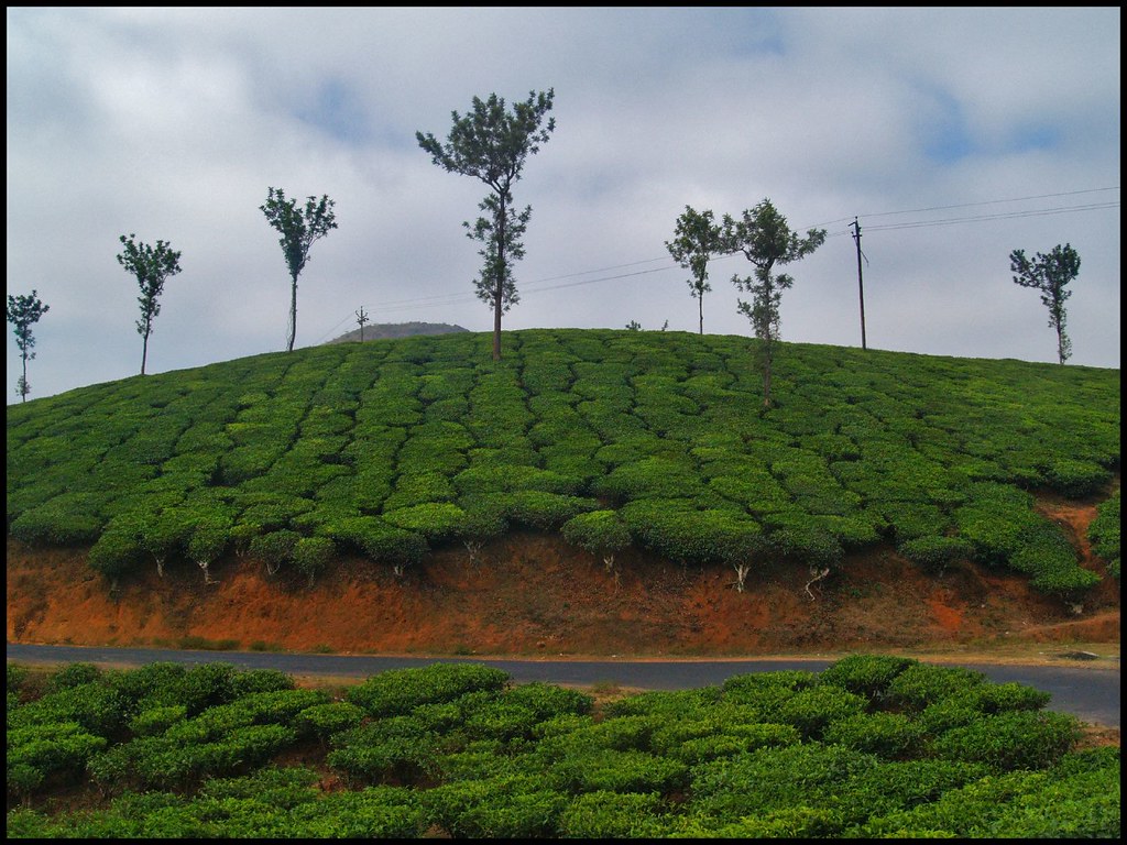  Traditional Wayanad homestay amidst nature