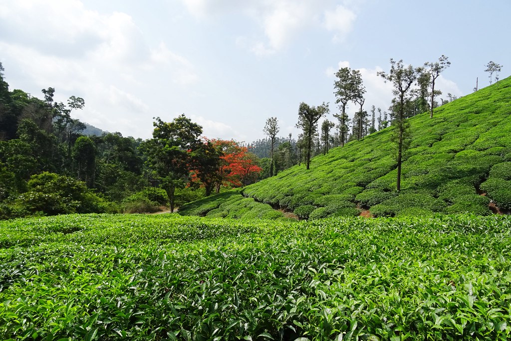 A picturesque tea estate in Chikmagalur with lush green plantations, scattered trees, and serene natural beauty.