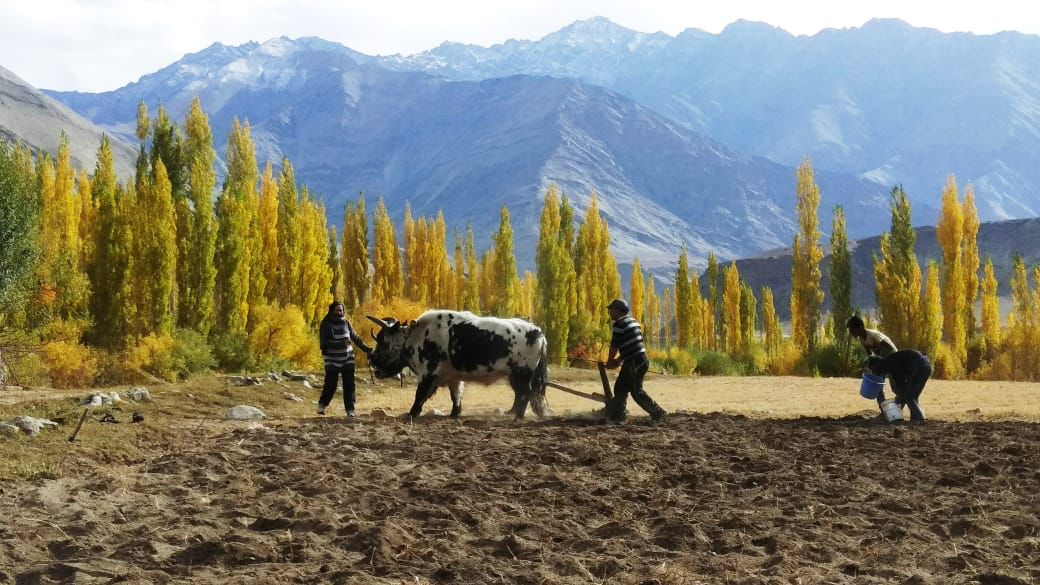 Enjoy nature and culture at Skiltang Heritage Farmstay, Leh's best stay.