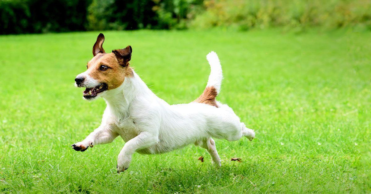 Exploring nature trails with pets at farm stays near Bangalore