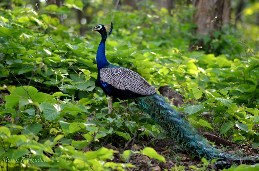 Wildlife sighting near Kabini accommodation