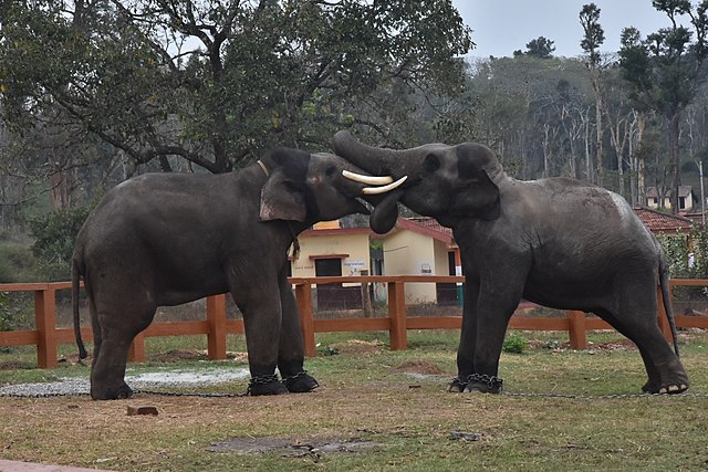Authentic Coorg delicacies showcasing local flavors and culinary traditions