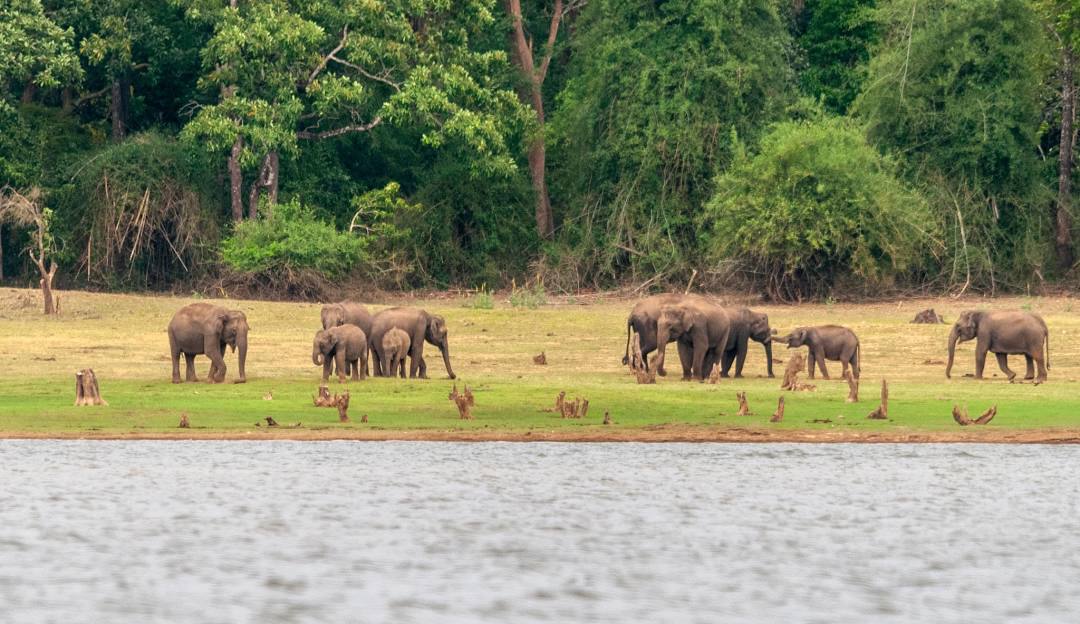 Kabini farmstay