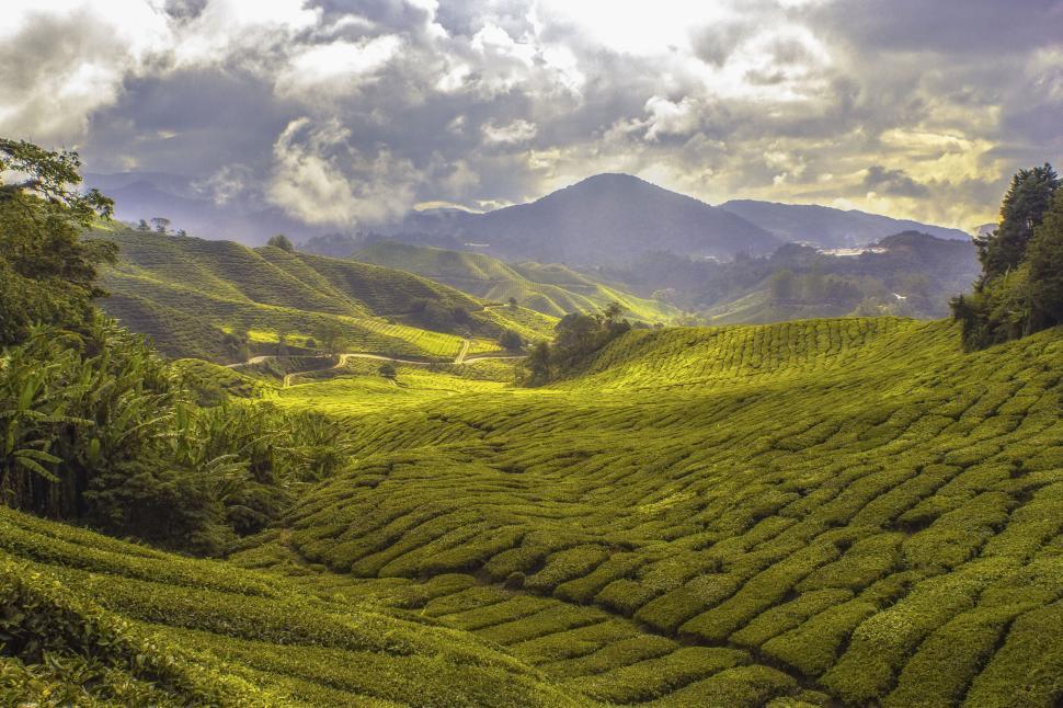 Luxury resort in Chikmagalur surrounded by verdant coffee estates