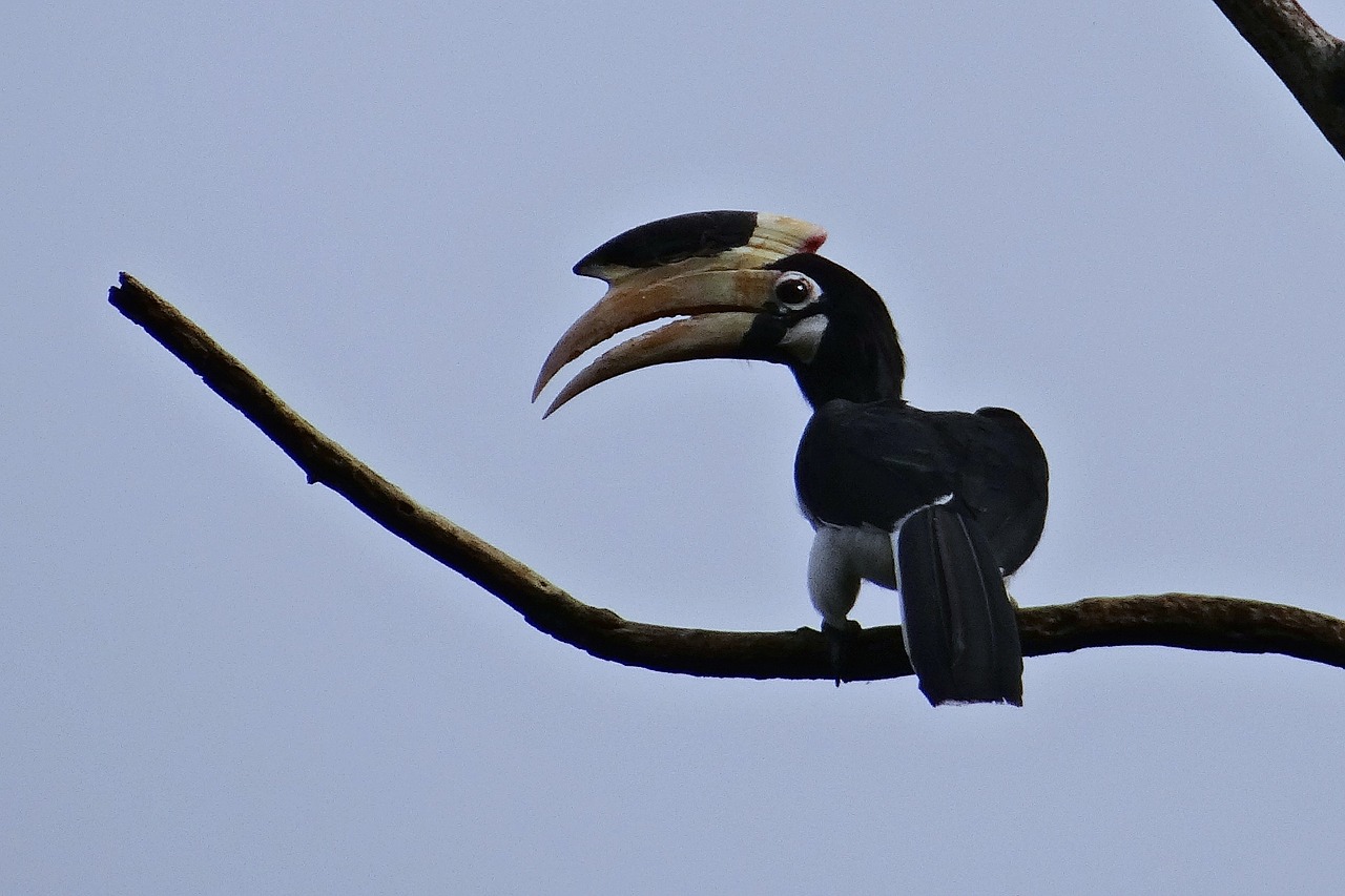 Treehouse stay in Dandeli wildlife sanctuary